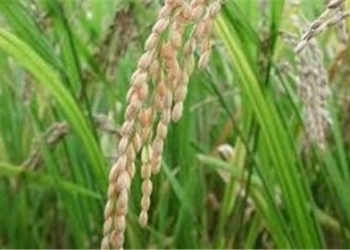 درد دل یک چهاردانگه ای با چهاردانگه نیوز