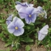 گیاهان دارویی بخش چهاردانگه ( گل بنفشه)