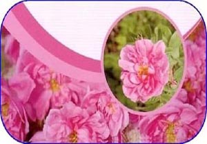 برگزاری جشنواره دو روزه گلاب گیری در بخش دودانگه از فردا