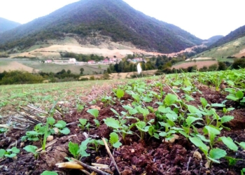 کشاورزان چهاردانگه ای اقدام به سمپاشی مزارع کلزا کنند