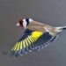 رهاسازی ۳۸ قطعه سهره طلایی در کیاسر