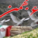 روزی که آمل «هزارسنگر» شد/۶ بهمن حماسه ای از جنس آگاهی