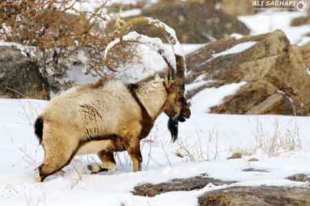 اطلاعیه اداره پارک ملی کیاسر در خصوص حفاظت از حیوانات در شرایط سخت برفی