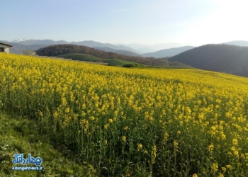 مزارع «کُلزا» یکی ازجاذبه های گردشگری چهاردانگه در ایام نوروز + تصاویر