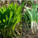 گیاه دارویی لولا (والک) سوغاتی بهار چهاردانگه
