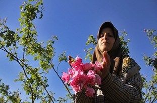 رکوردشکنی تولید گل‌محمدی در اراضی شیب‌دار دودانگه