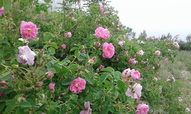 پزشکی که به باغ گل محمدیاش معروف است
