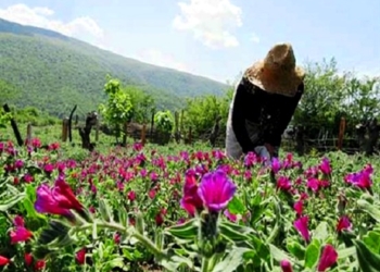 گیاهان دارویی، فرصتی طلایی برای ایجاد اشتغال پایدار در مازندران