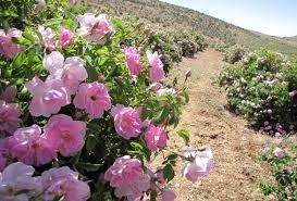 آموزش برداشت گل محمدی و گلاب گیری در دودانگه