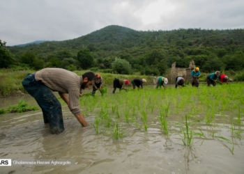 نشاء برنج در مناطق کوهستانی چهاردانگه ( بخش اول )