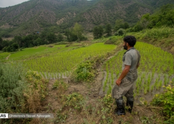نشاء برنج در مناطق کوهستانی چهاردانگه ( بخش دوم)