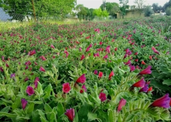 کشت گیاهان دارویی در مناطق بالادست مازندران توسعه یافت