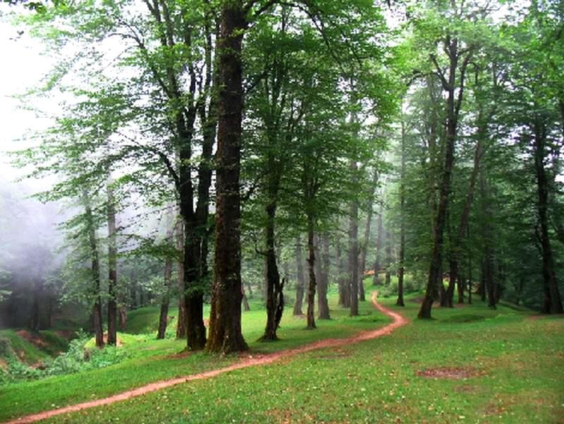 احتمال نابودی جنگلهای شمال تا ۳۰ سال آینده