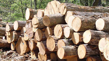 کشف ۲۰ تن چوب جنگلی قاچاق در ساری