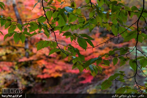 پاییز جشنواره رنگ ها در چهاردانگه