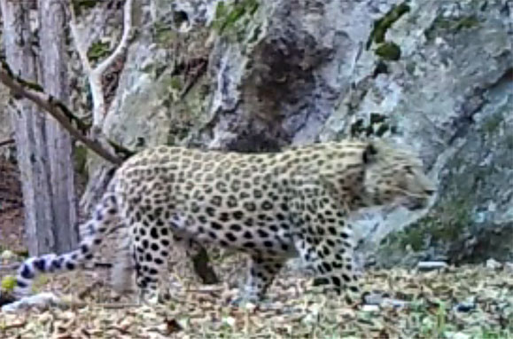 فیلم: ثبت تصاویر کم نظیر از پلنگ با استفاده از دوربین تله ای در پارک ملی کیاسر