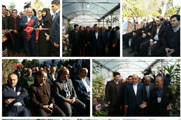 تولید ۱۲ نوع ارکیده در نوشهر/ گُل فروشی جایگزین شهرفروشی شود
