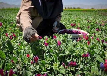 کشت گیاه دارویی در ۲۰۰ هکتار از اراضی مناطق چهاردانگه و دودانگه
