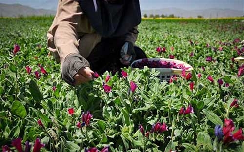 کشت گیاه دارویی در ۲۰۰ هکتار از اراضی مناطق چهاردانگه و دودانگه