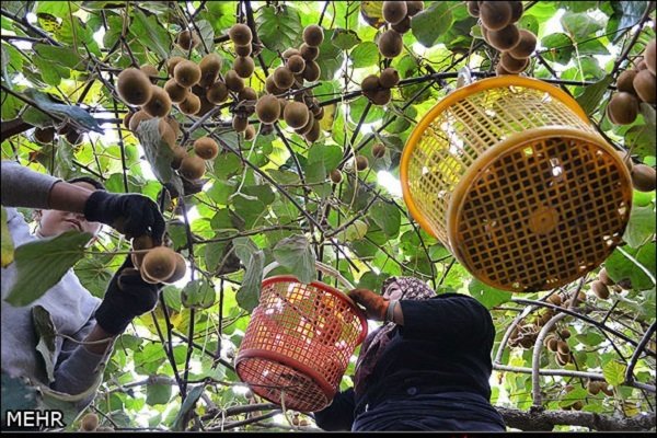 فقط ۷۰۰۰ تن کیوی از گمرکات مازندران صادر شده است
