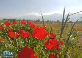 گزارش تصویری از دشت های شقایق چهاردانگه – روستای پشرت