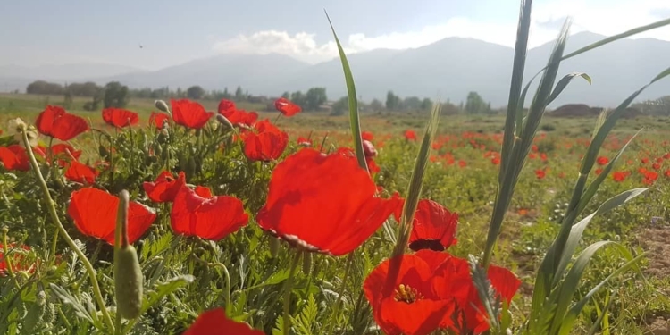 گزارش تصویری از دشت های شقایق چهاردانگه – روستای پشرت