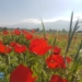 گزارش تصویری از دشت های شقایق چهاردانگه – روستای پشرت