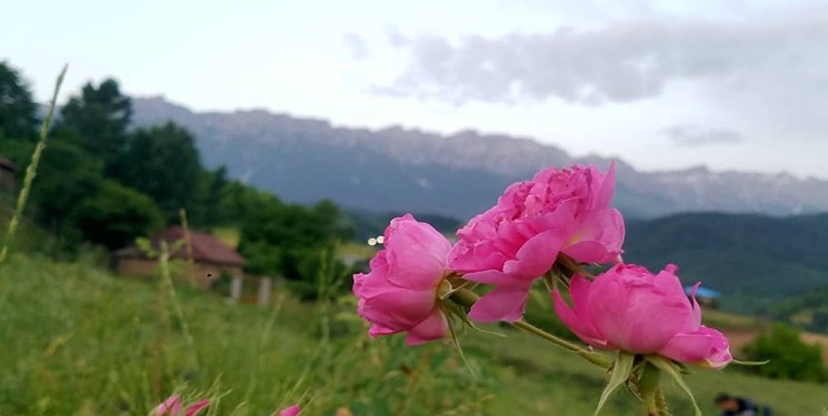 برداشت ۲۰ تنی گلمحمدی در منطقه دودانگه/ ۲۲ خرداد؛ آغاز جشنواره گلمحمدی