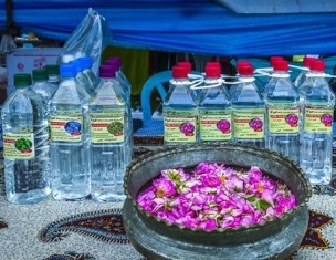 کشت گل محمدی در مناطق بالادست ساری