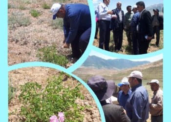 بازدیدمدیر کل منابع طبیعی استان  فرماندار ساری از مزارع گل محمدی روستای اروست