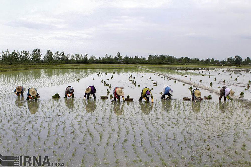 افزایش هزار هکتاری کشت برنج در شرقی ترین اراضی مازندران