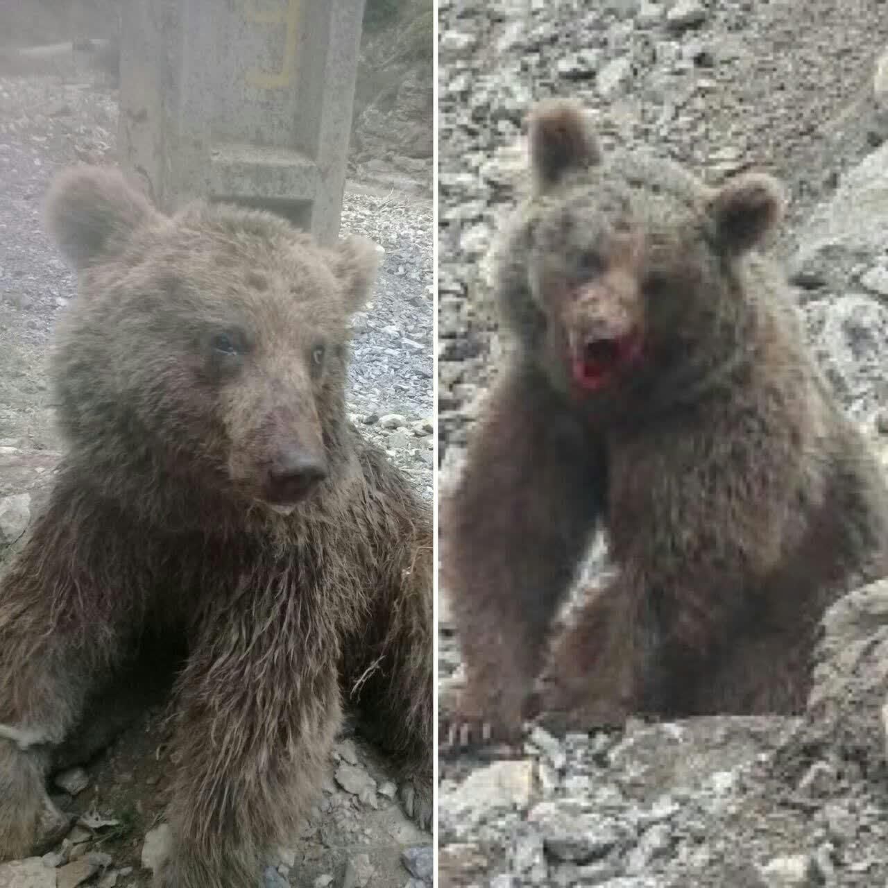 دامدار خرس کش مازنی شناسایی شد