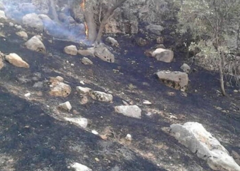 آتش سوزی در جنگل گلوگاه مازندران