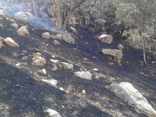 آتش سوزی در جنگل گلوگاه مازندران