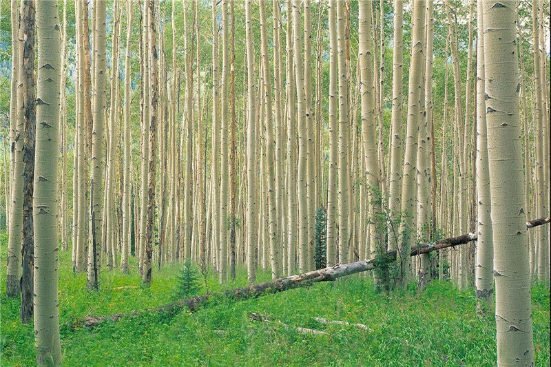 زراعت چوب؛ نسخه بی دارو برای درمان چند درد