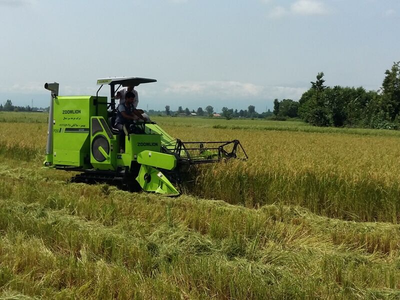 سلام برنج جدید مازندران به بازار با آغاز رسمی برداشت شلتوک