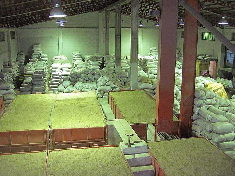 شالیکوبی‌های کوچک متهمان دانه درشت اختلاط برنج مازندران