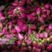 گیاهان دارویی؛ نسخه کارآمد توسعه بخش کجور
