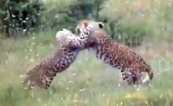 فیلم: ثبت یکی از زیباترین صحنه های حیات وحش کشور در مازندران