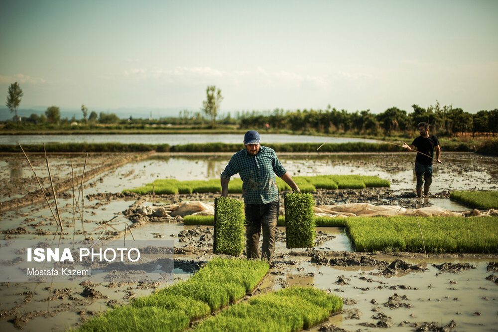 آفتی به نام "خرده مالکیتی" در صادرات برنج مازندران