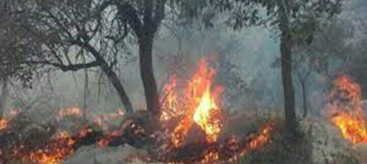سه و نیم هکتار از جنگل‌های کیاسر در آتش سوخت