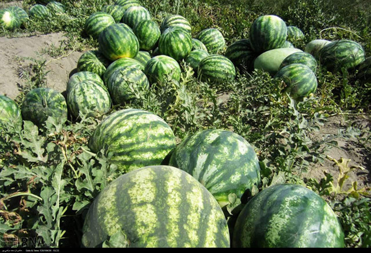 کشت هندوانه در مازندران؛ حرکت در مسیر خودزنی اقتصادی