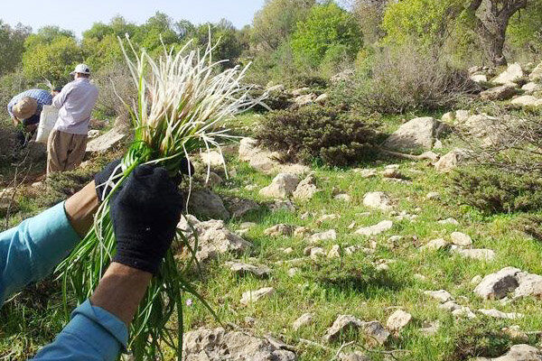 بیش از ۱۰۰ گونه گیاه در حال انقراض در مازندران شناسایی شد