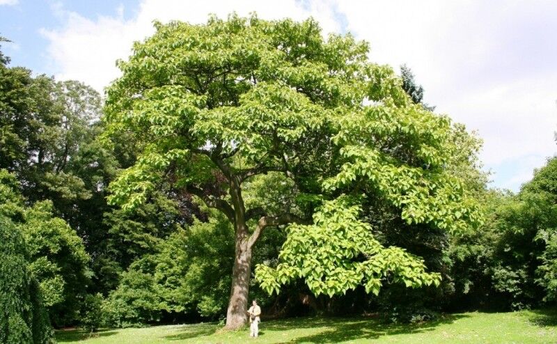 ترویج کاشت درخت «پالونیا »در شمال کشور فرصت یا تهدید