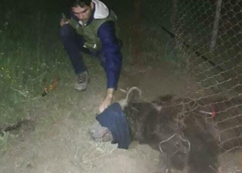 نجات خرس قهوه‌ای خوش‌شانس از تله گرازگیر در مازندران