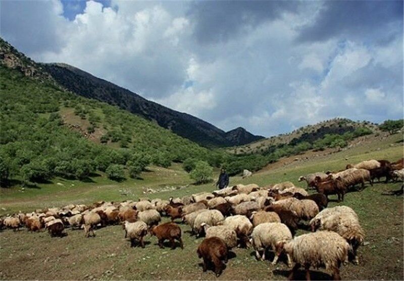 ۱۷ درصد دام‌ها در مراتع غرب مازندران غیرمجاز هستند