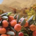 خرمالوی مازندران قربانی هجوم مگس میوه مدیترانه‌ای