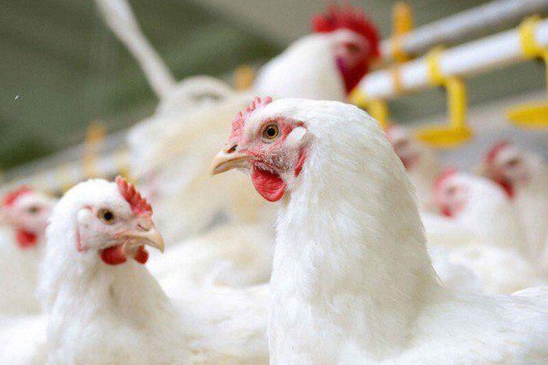 خطر آنفلوانزای پرندگان در کمین مزارع مرغ مادر و تخمگذار