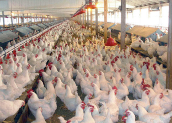 سوخت زمستانی، مشکل تکراری مرغداران مازنی