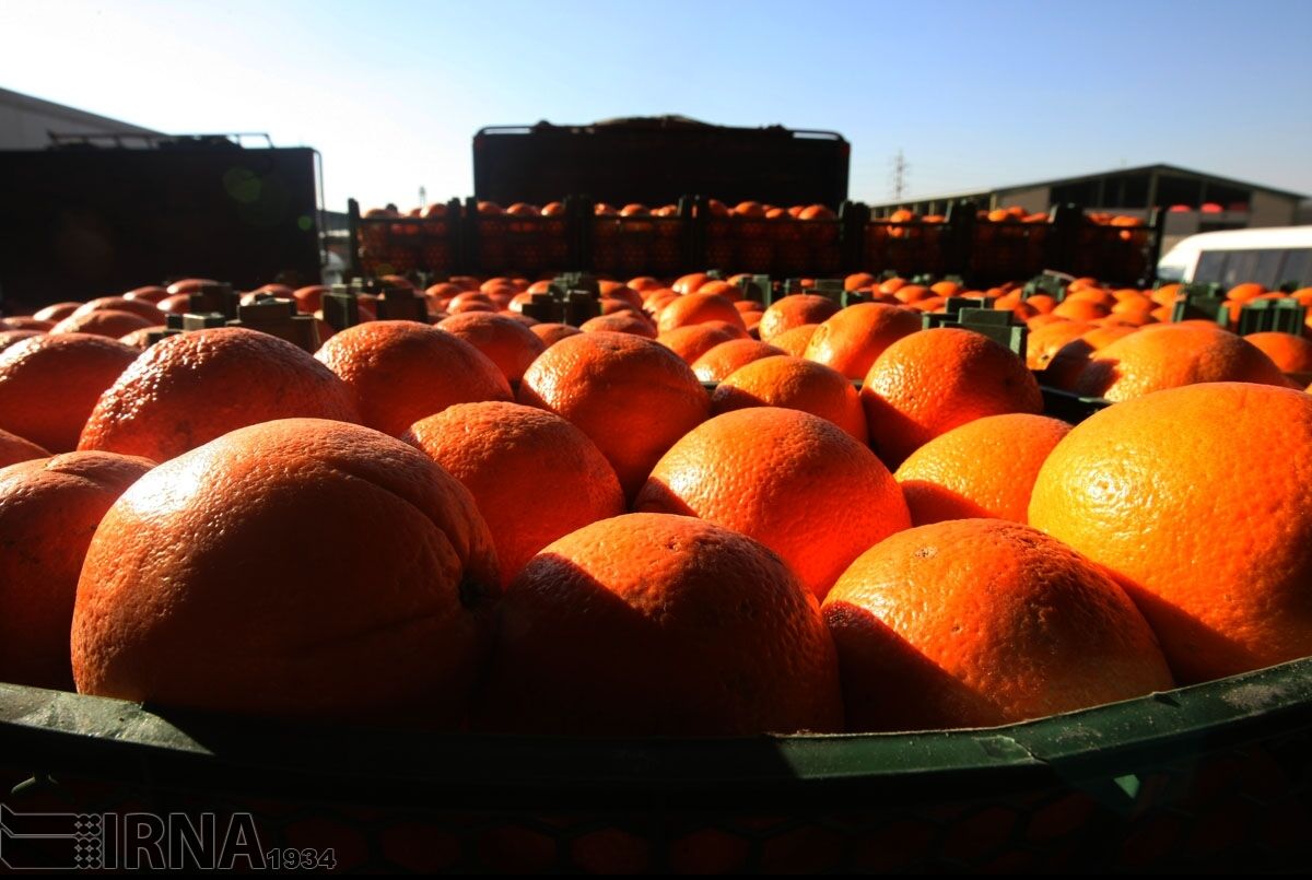 مازندران ۴۰ هزار تن پرتقال شب عید کشور را تامین می‌کند